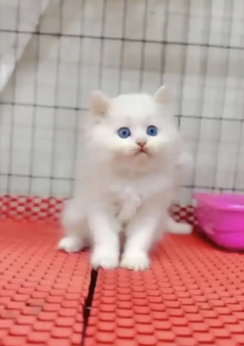 Persian kittens whatp 0370 ///4602310 — photo 2