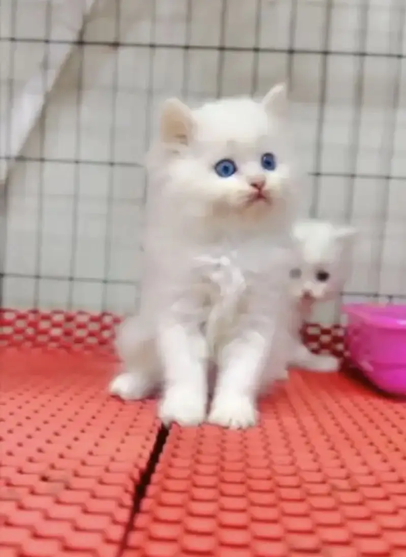 Persian kittens whatp 0370 ///4602310 — photo 3
