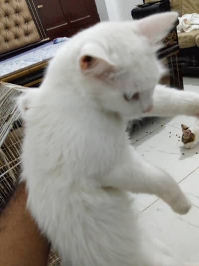 three Persian cats single coated