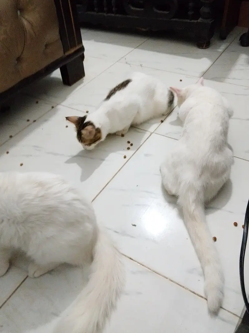 three Persian cats single coated — photo 2