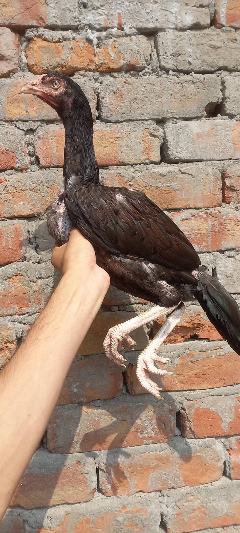 High quality pathi 0