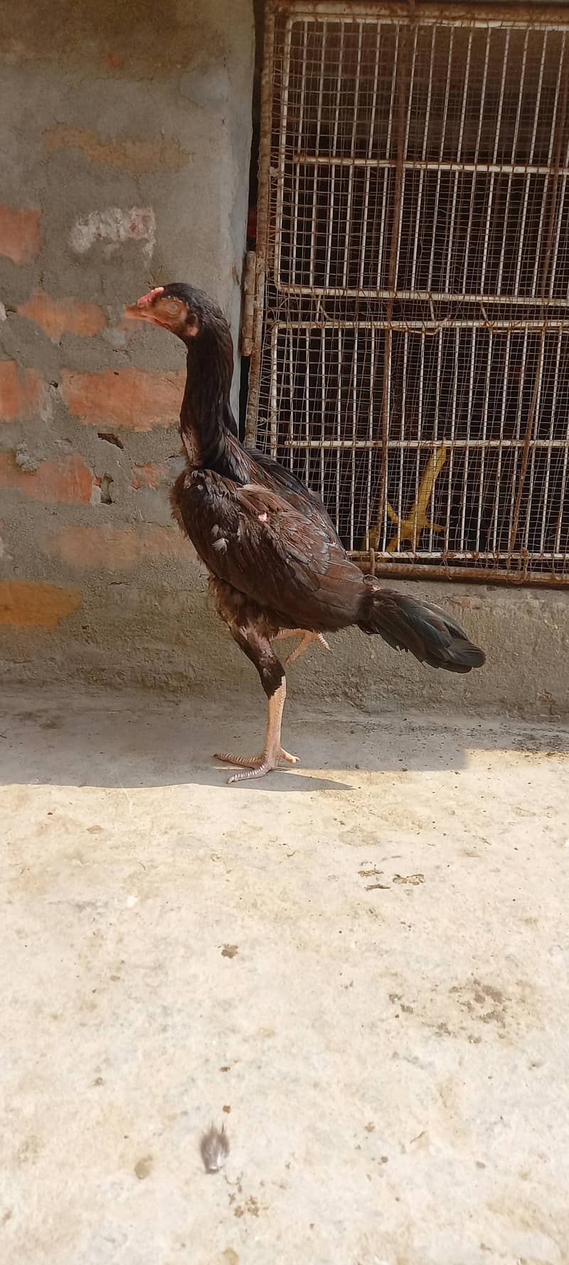 High quality pathi 7
