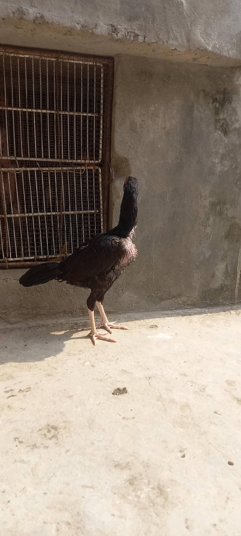 High quality pathi 8