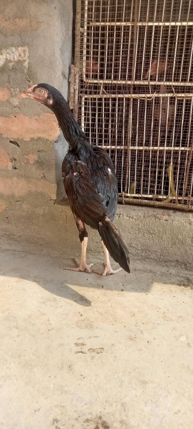 High quality pathi 11