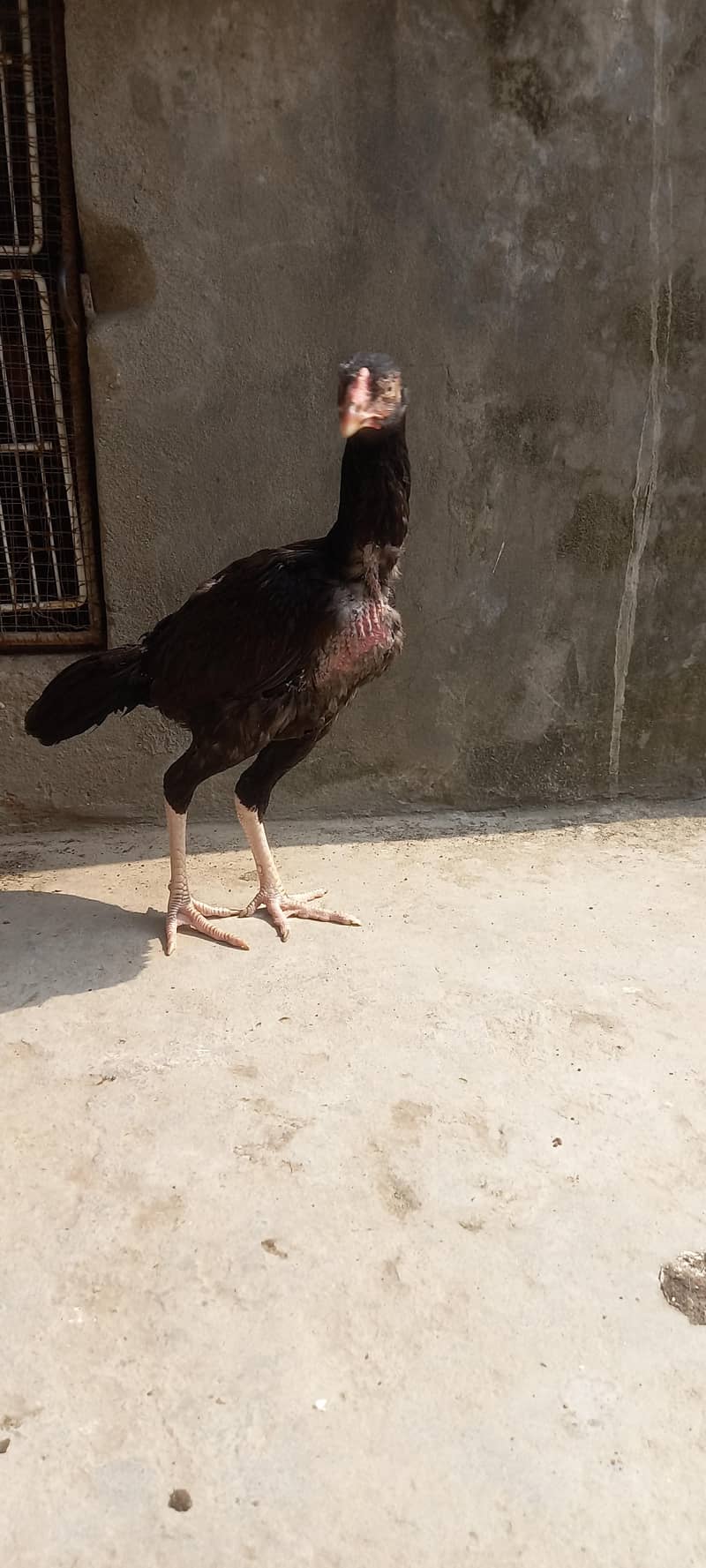 High quality pathi 12
