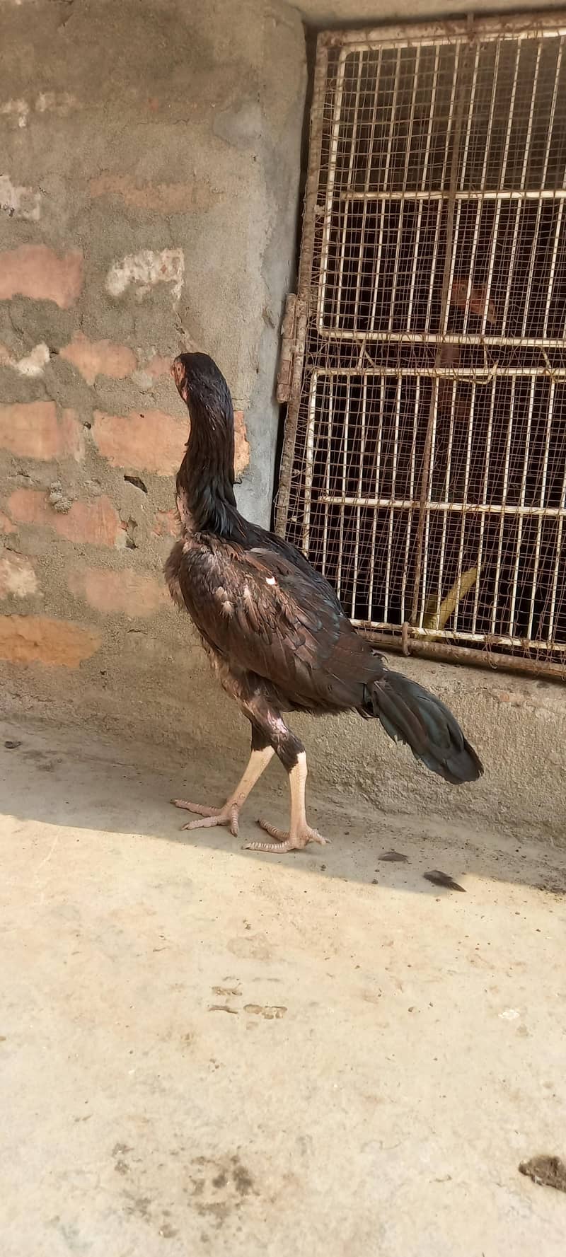 High quality pathi 13