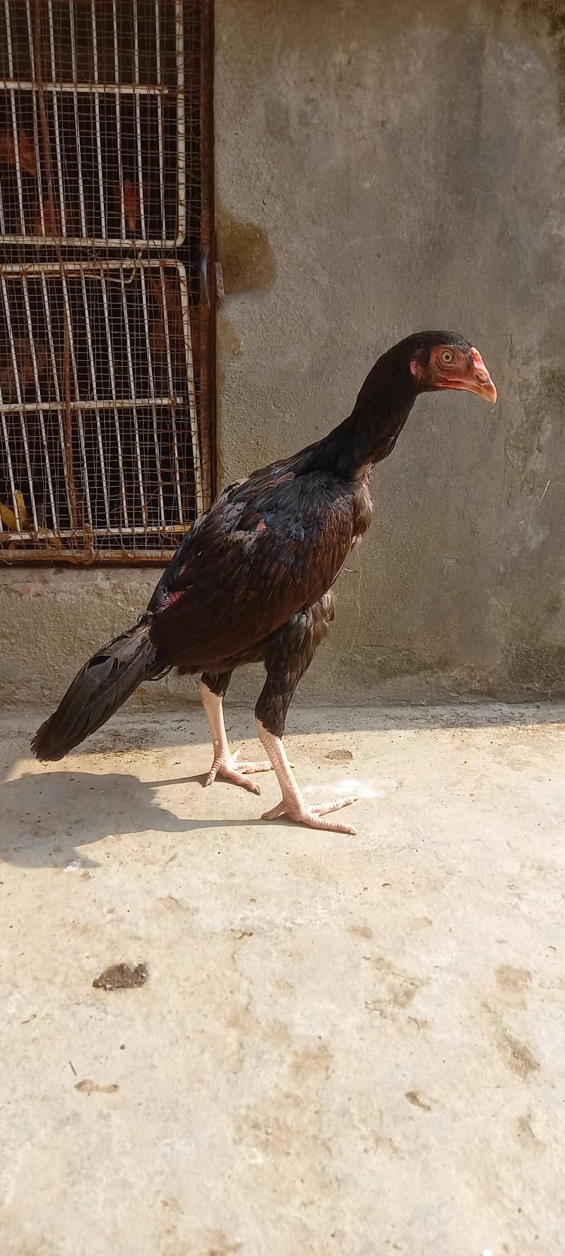 High quality pathi 14
