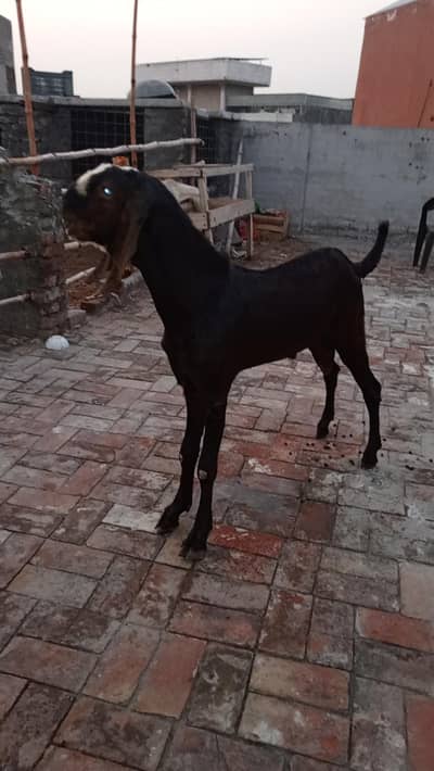 beetal bakra for sale.
