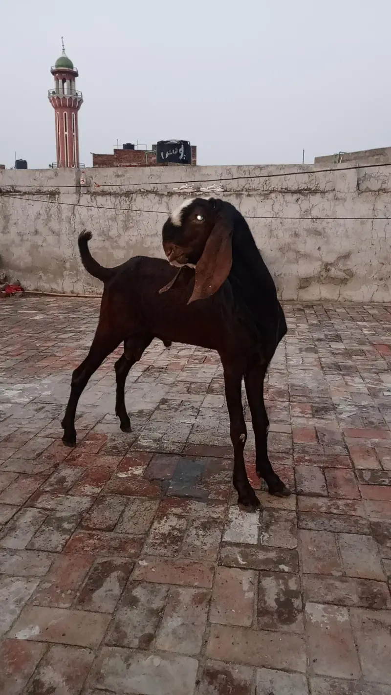 beetal bakra for sale. — photo 2