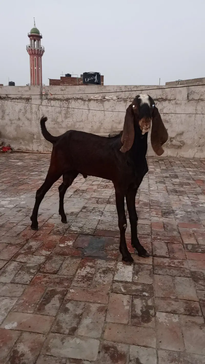 beetal bakra for sale. — photo 3