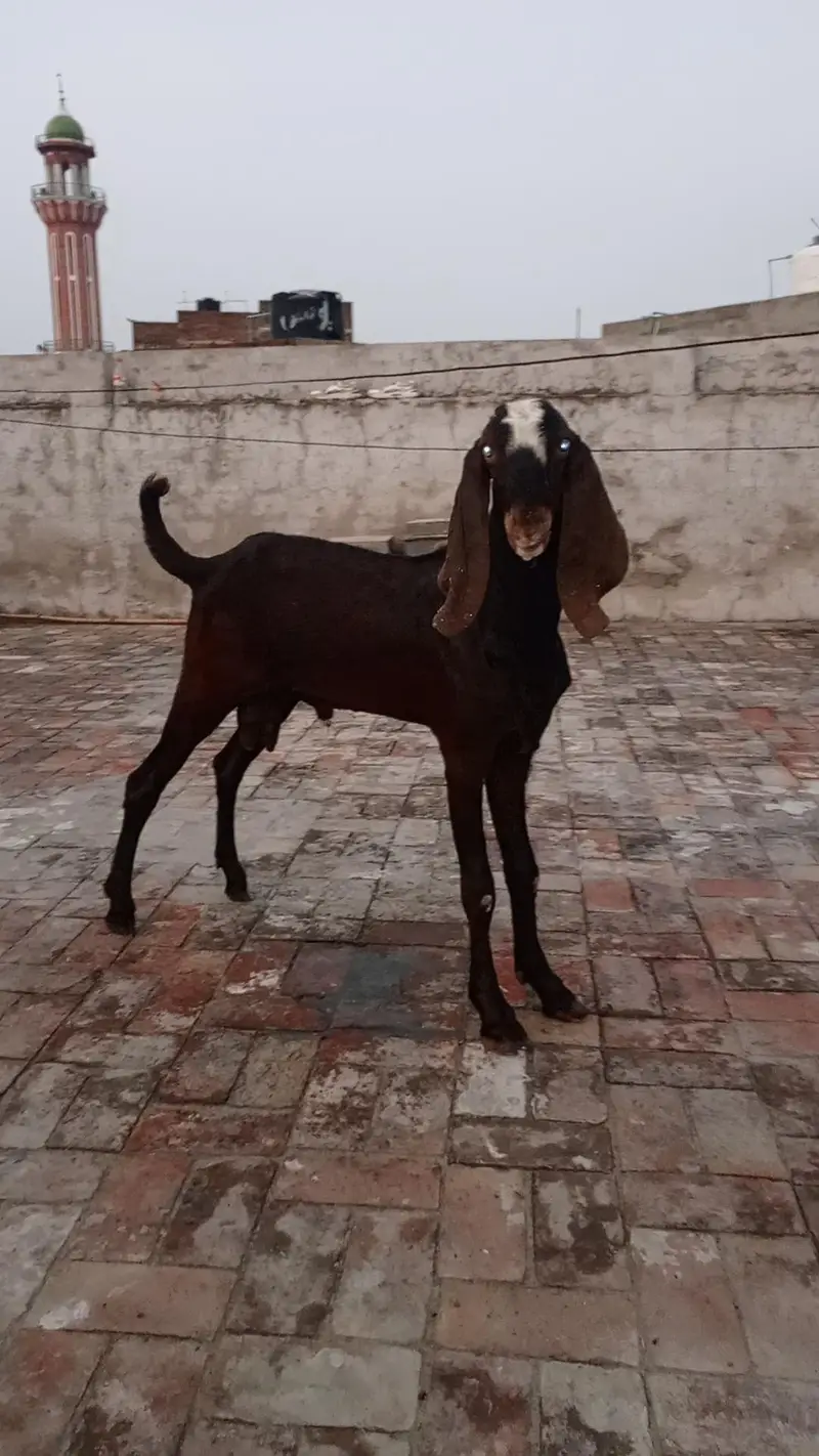 beetal bakra for sale. — photo 4
