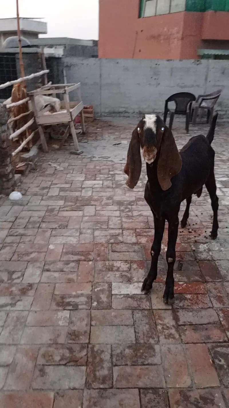 beetal bakra for sale. — photo 5