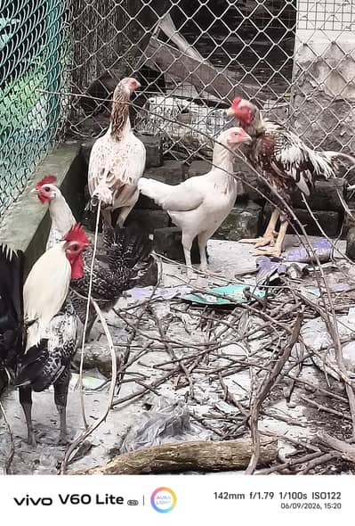 hens for sale