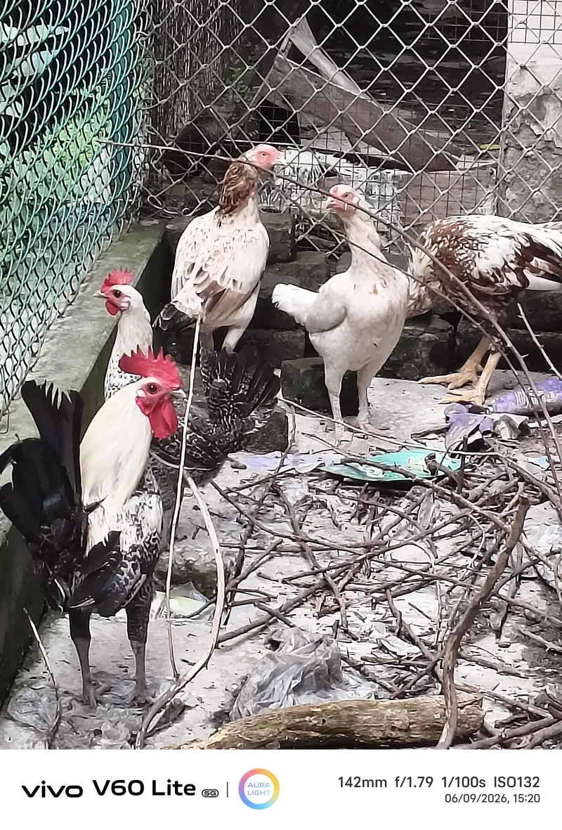 hens for sale — photo 2