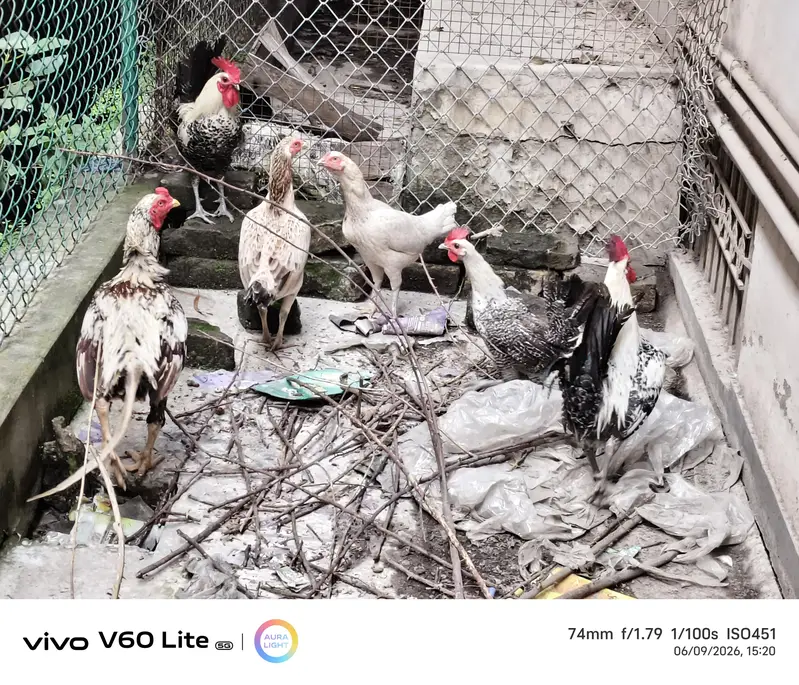 hens for sale — photo 3