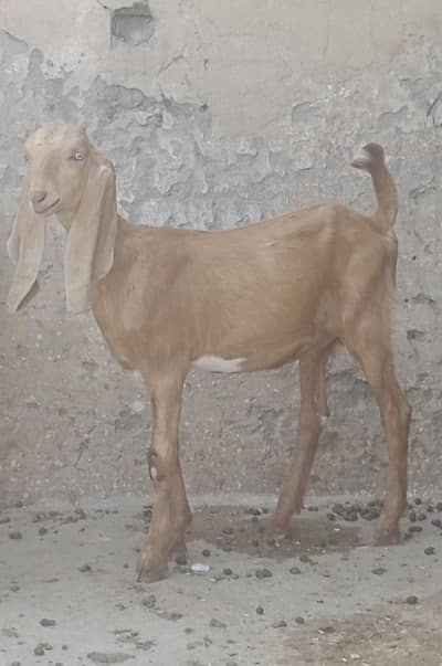 Makhicheni Path