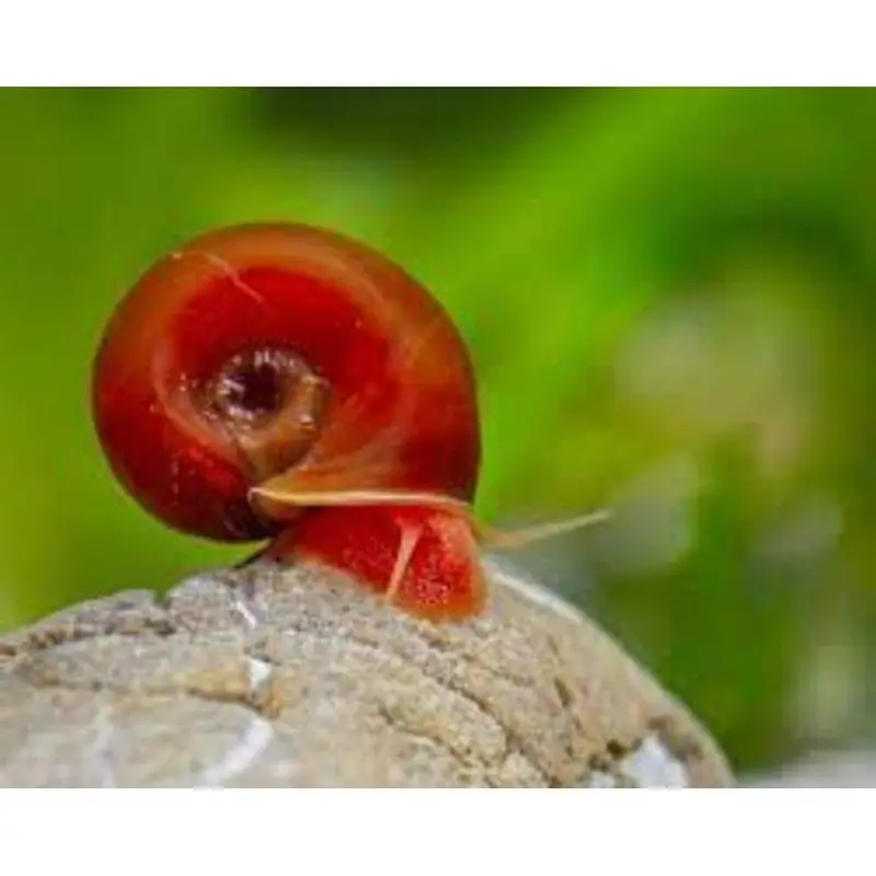 RAMSHORN SNAILS | BLADDER SNAIL | WATER CLEANING CREW — photo 3