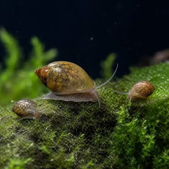 RAMSHORN SNAILS | BLADDER SNAIL | WATER CLEANING CREW — photo 5