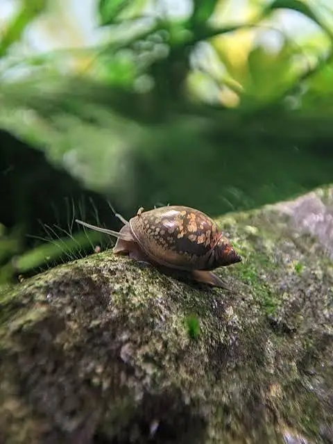RAMSHORN SNAILS | BLADDER SNAIL | WATER CLEANING CREW — photo 6