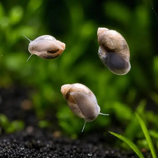 RAMSHORN SNAILS | BLADDER SNAIL | WATER CLEANING CREW — photo 7