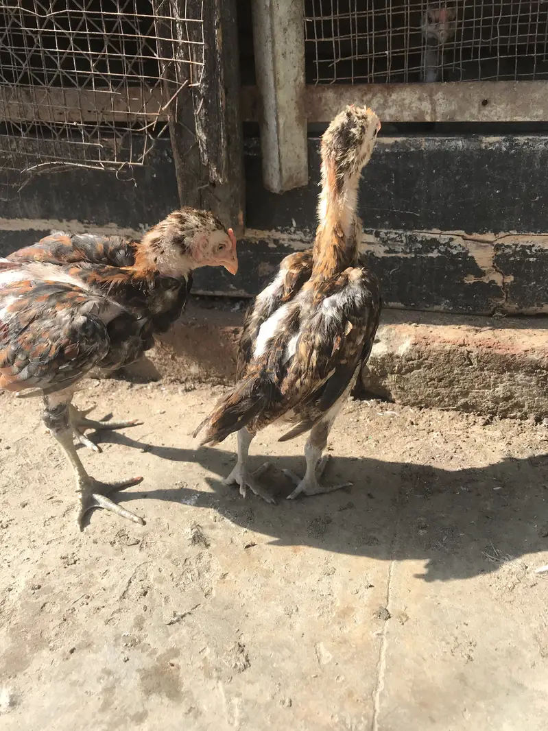 Aseel Thai/mianwali/lakhi females — photo 11