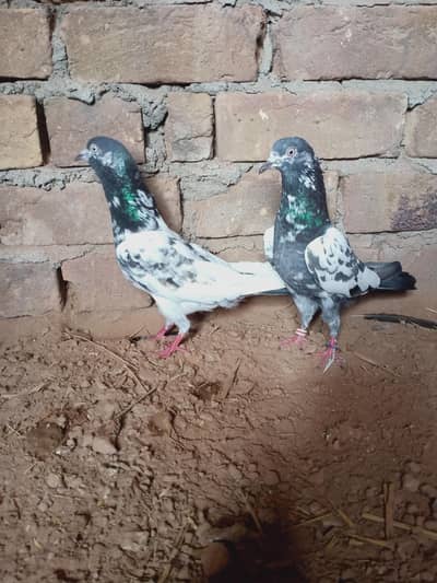 Breeders pair for sale contact 03405965839