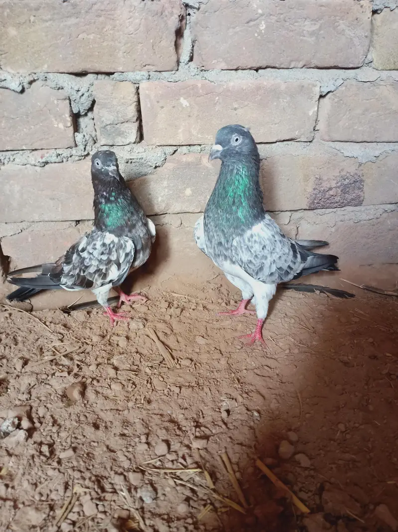 Breeders pair for sale contact 03405965839 — photo 2