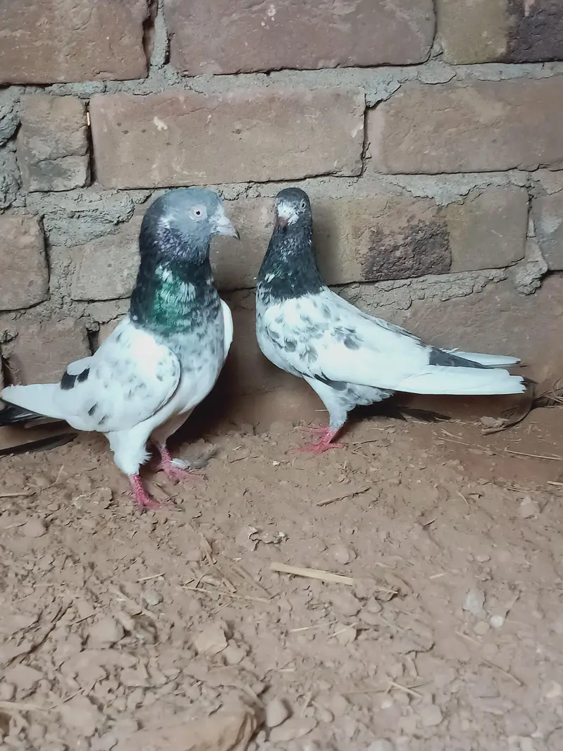 Breeders pair for sale contact 03405965839 — photo 3