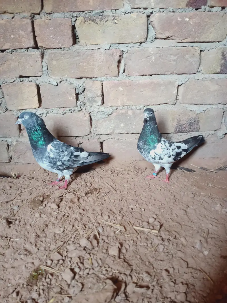 Breeders pair for sale contact 03405965839 — photo 4