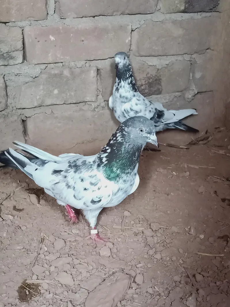 Breeders pair for sale contact 03405965839 — photo 5