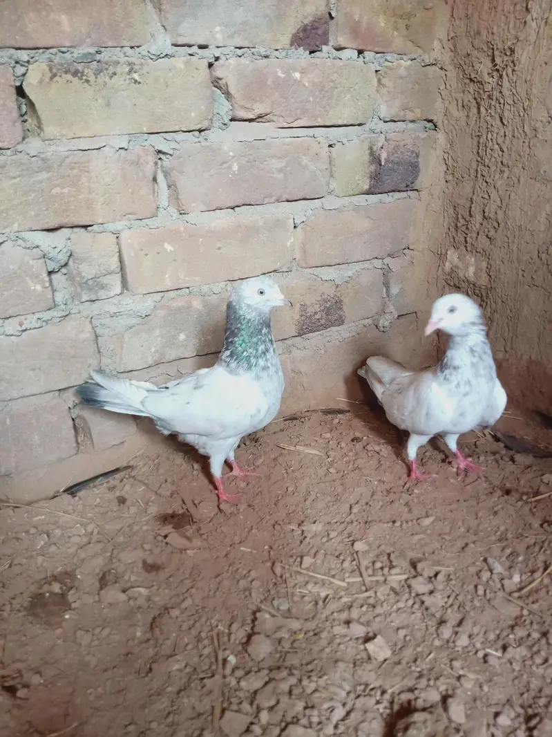 Breeders pair for sale contact 03405965839 — photo 6