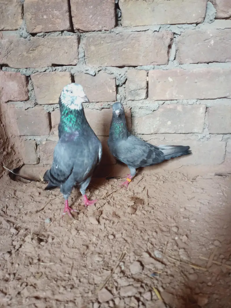 Breeders pair for sale contact 03405965839 — photo 7