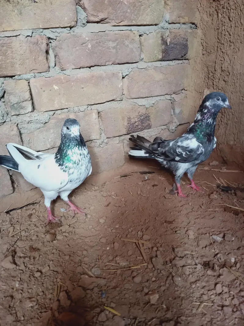 Breeders pair for sale contact 03405965839 — photo 8
