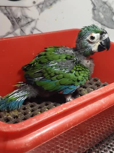 MACAW chest nut fronted chick