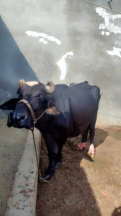 tokar majh bhens 10kg milk dhodh #bhens