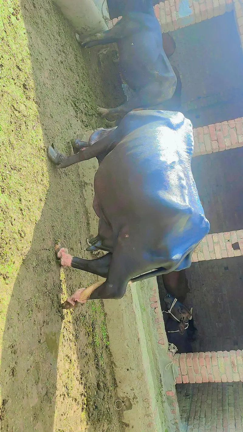 tokar majh bhens 10kg milk dhodh #bhens — photo 2