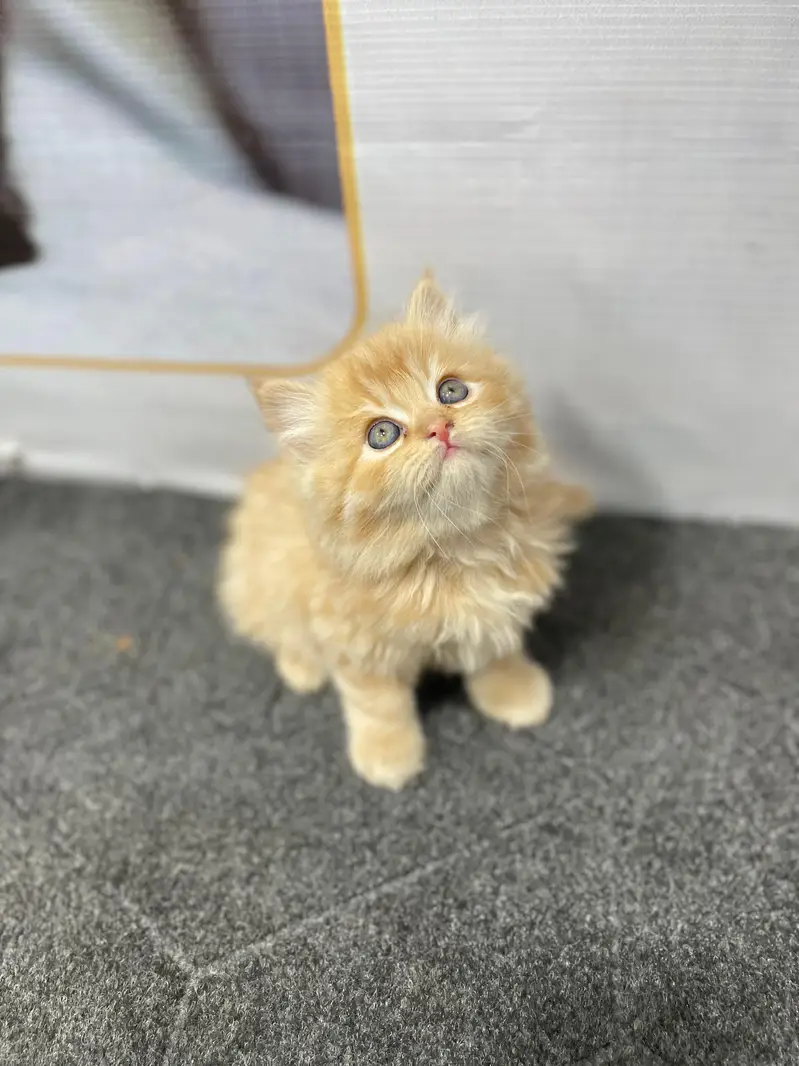Cash on delivery parshion punch face kittens — photo 2