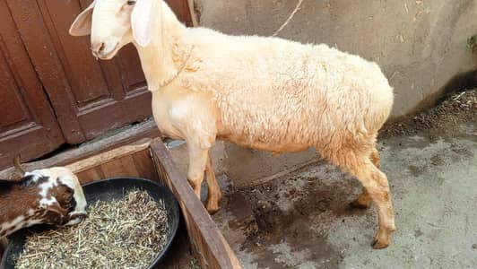 Breeder Quality dumba