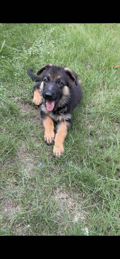 German shepherd puppies for sale in Lahore