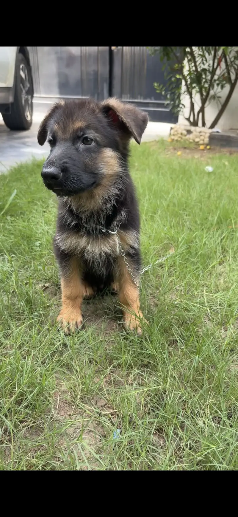 German shepherd puppies for sale in Lahore — photo 3
