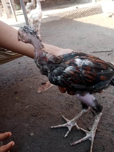 chick is very nice and hot. .