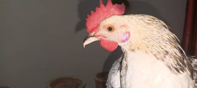 silver java Desi  for sale