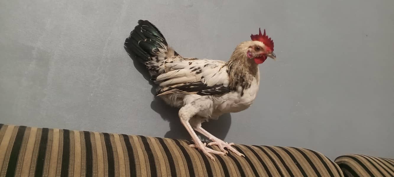 silver java Desi  for sale 1