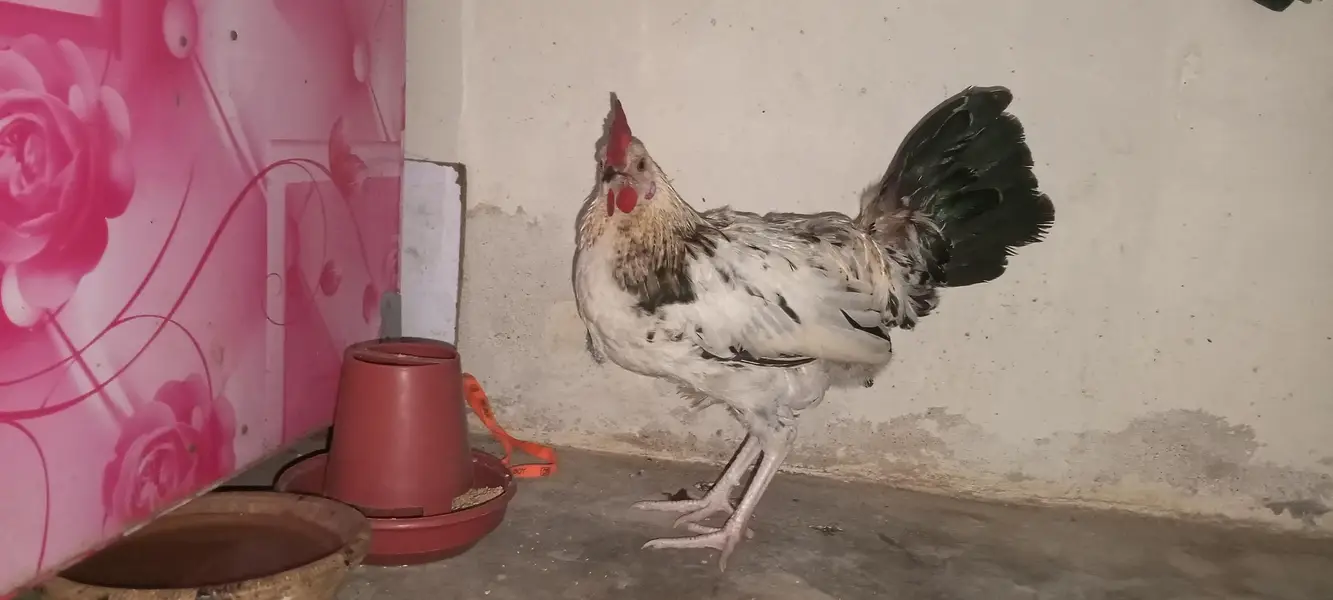 silver java Desi  for sale — photo 3