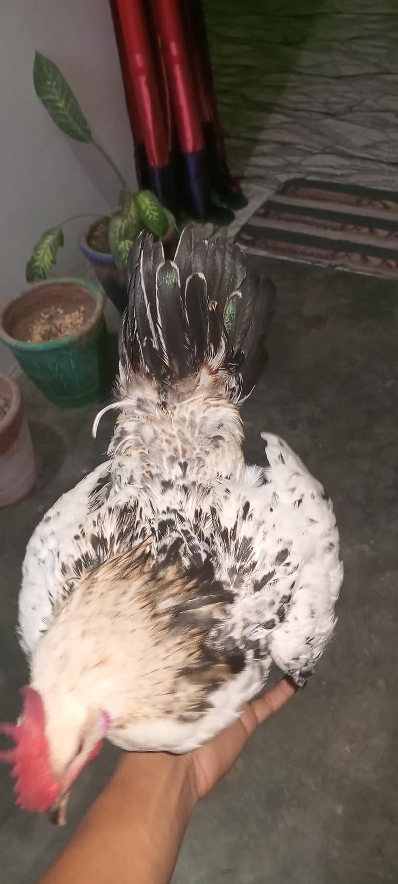 silver java Desi  for sale 3