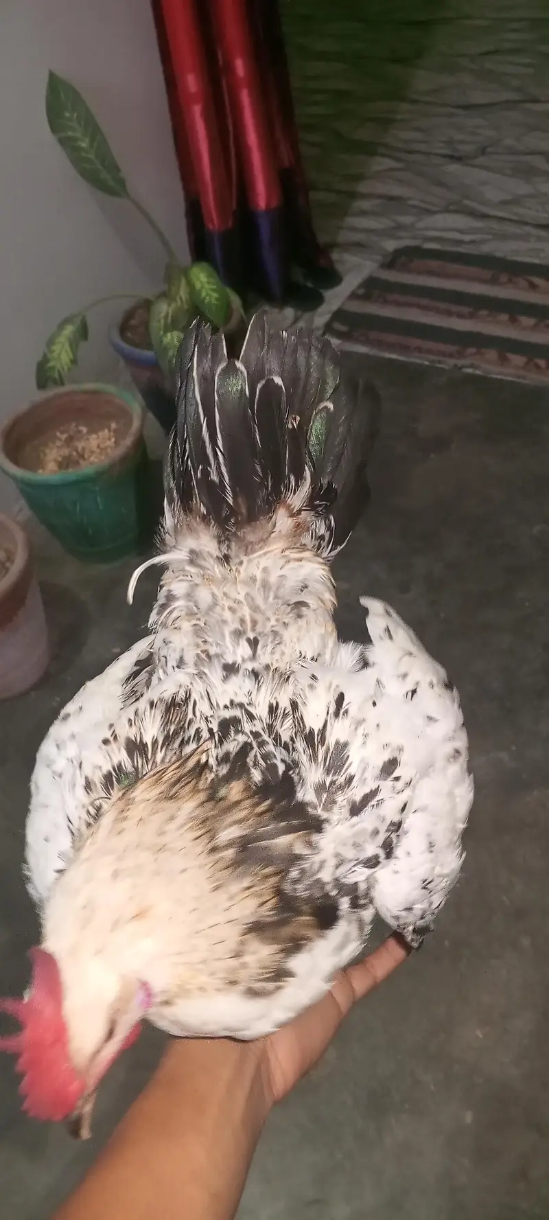 silver java Desi  for sale — photo 4