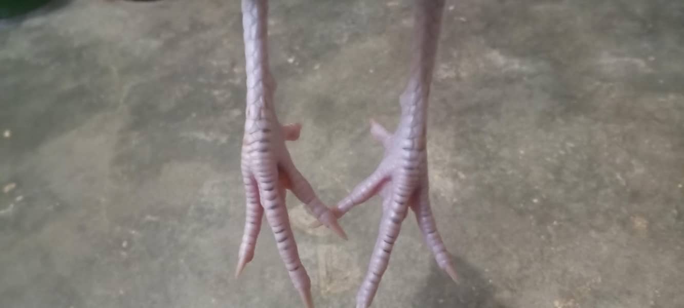 silver java Desi  for sale 4