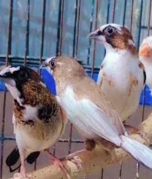 banglies breeder pair available