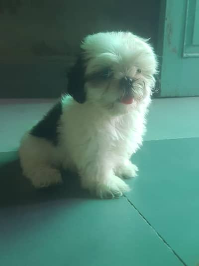 Shihtzu puppy for sale