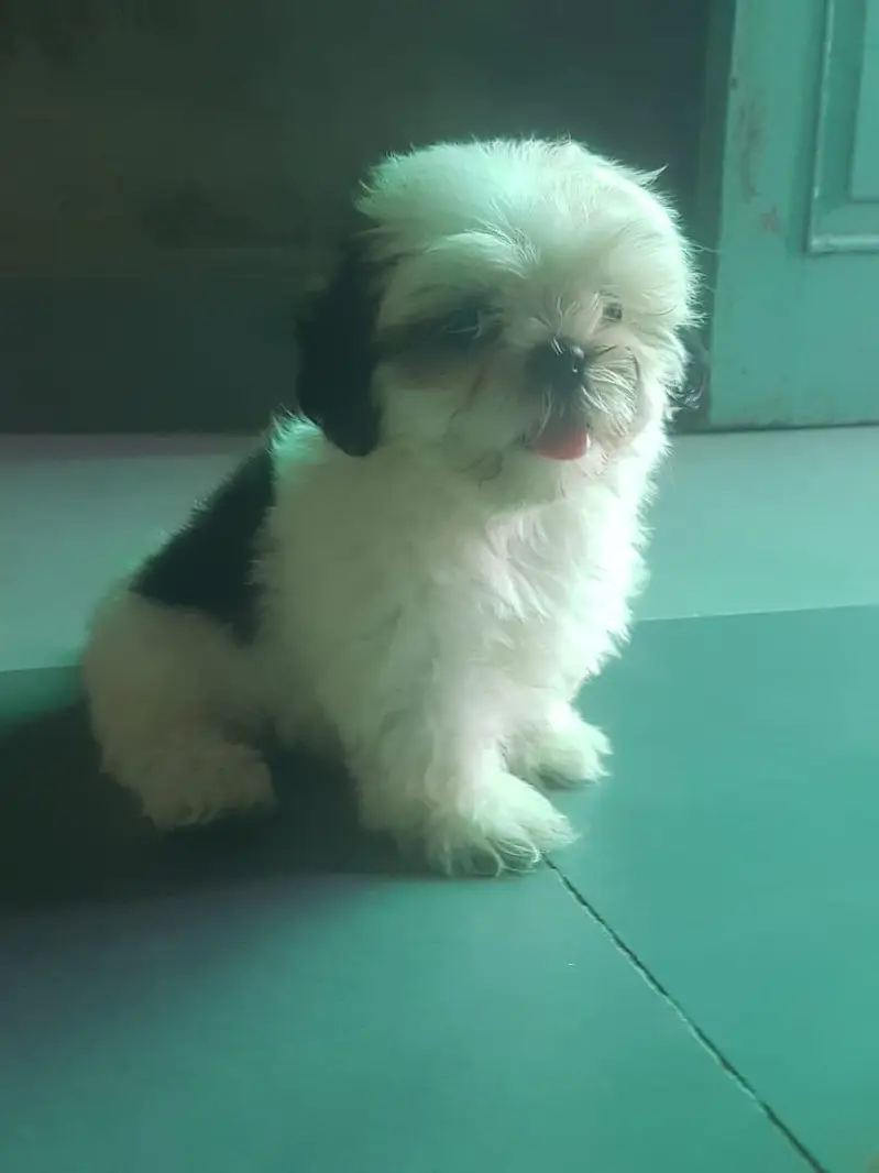 Shihtzu puppy for sale